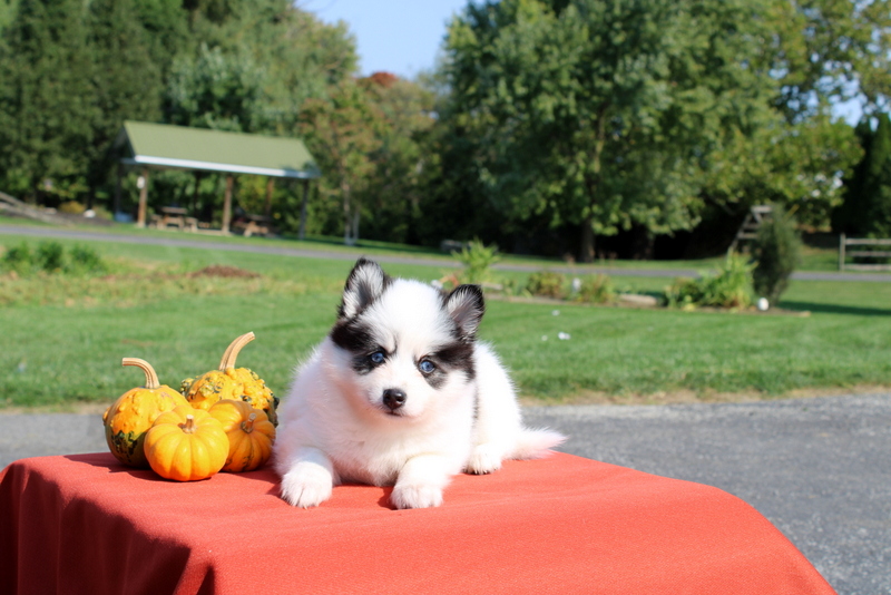 puppy, for, sale, Pomsky, Matthew B. Stoltzfus, dog, breeder, Gap, PA, dog-breeder, puppy-for-sale, forsale, nearby, find, puppyfind, locator, puppylocator, aca